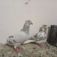 هفت‌رنگ یا سوسکی دم سفید