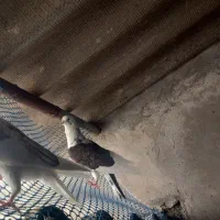 دو تا کبوتر فروشی