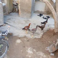 جوجه لاری