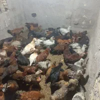 فروش جوجه مرغ وخروس ۴ونیم ماهه