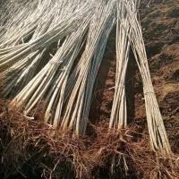 نهال صنوبر نیگرای ترک  ریشه قوی  قیمت اقتصادی