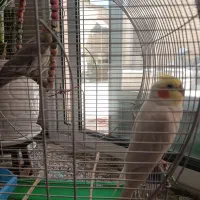 عروس هلندی جفت