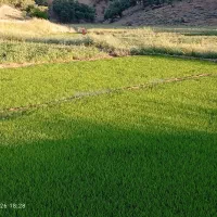 کاه شبدر درجه یک