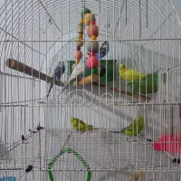 مرغ عشق فروشی