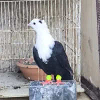 کفتر کل سفید کربلایی کلاغ مخمل