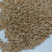 گندم مغان