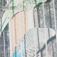 مرغ عشق