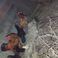 جوجه.مرغ.خروس