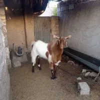 فروش دوبر پاکستانی