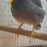 مرغ مینا نر