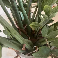 فروش ویژه سیکاس و زاموفیلیا سوپر سن دار