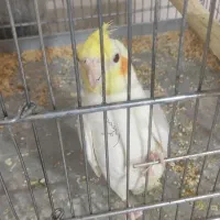 جوجه عروس هلندی