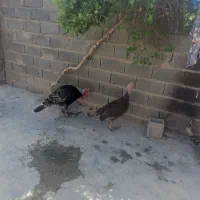بوقلمون نر وماده