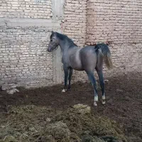 فروش سیلمی ترکی با مدرک فدراسیون
