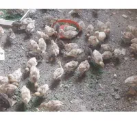 سلام چند عدد جوجه بوقلمون دیشب