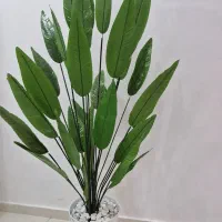درختچه پرنده بهشتی ۳۰ برگ ۱۹۰ سانت