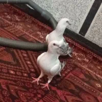 جفت شامی