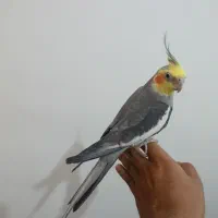 عروس هلندی نر دستی