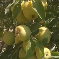 سیب فروشی