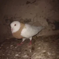 کبوتر طوقی و