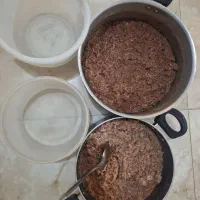 غذای آماده گربه