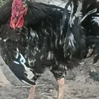 خروس سیاه ، خروس گلین