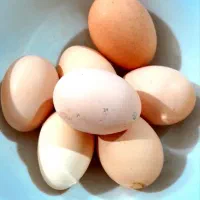 نخم نطفه دار برهما