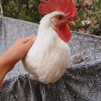 خروس امسالی