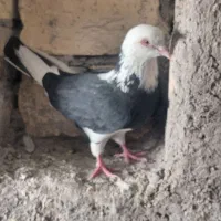 کبوتر