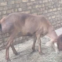 تعدادی گوسفند فروشی