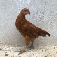 نیمچه دورگمرغوخروس