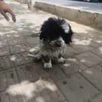 نژاد شیت زو