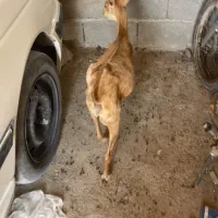 بز صلاله آهو