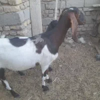 بز مری