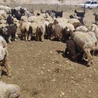 میش بره دار