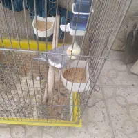 عروس هلندی نر سرحال همراه باقفس بزرگ
