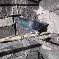 کفتر|پرنده|شوشتر, |دیوار