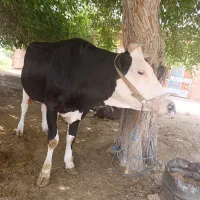 گاو