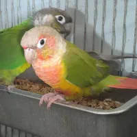 طوطی گرینچک یک جفت و یک عددملنگو ماده سیلور