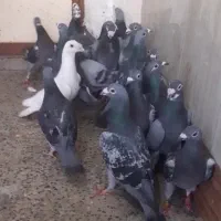 پلاکی مسافتی  و صورت دار ۱۶ عدد،  سری ۲۵۰