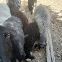 میش وبره فروش فوری