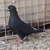 دوتا ماده اشعل سیاه