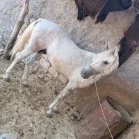 اسب|اسب و تجهیزات اسب‌سواری|اسلام‌‌آباد غرب, |دیوار