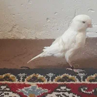 قناری اواز خوان ۴عدد مرغ عشق دوجفت