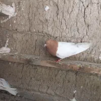 نر کله ای مست