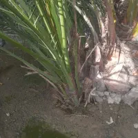 نخل