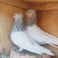 کفتر کله الماسی و کله پرتغالی