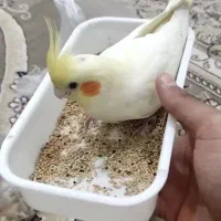 عروس هلندی نر