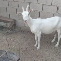 بز سانن اصل