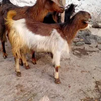 بز جوان|حیوانات مزرعه|طارم (قزوین), |دیوار